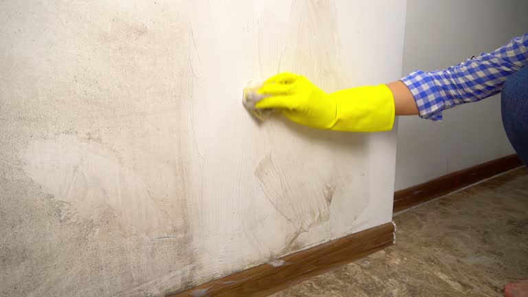 Best Mold Remediation for Rental Properties  in Georgetown, KY