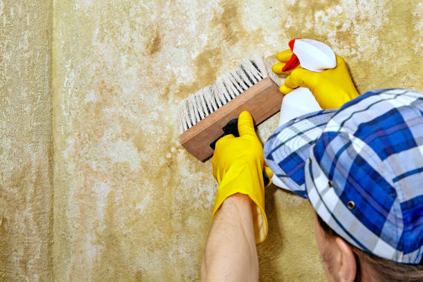 Best Mold-Related Health Consultation  in Georgetown, KY